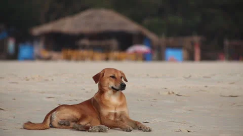 Dog on beach. India Video stock 26242476