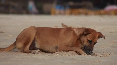 Dog on beach. India Stock Footage 26242515