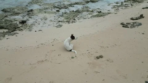 Dog on Beach Philippines Scratching Stock Footage 303278525