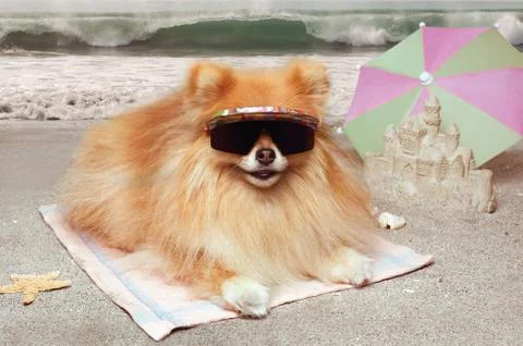 Dog beach 写真素材
