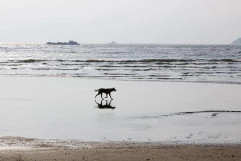 Dog On Beach Stock Photos
