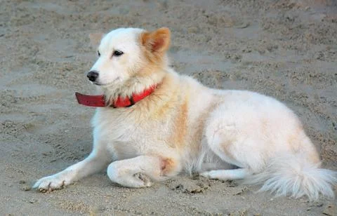 Dog on the beach Stock Photos