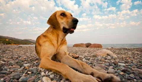 A dog on the beach Stock Photos