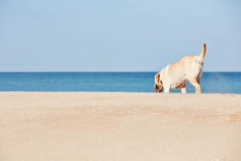 Dog on the beach Foto stock