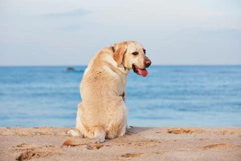 Dog on the beach 스톡 사진