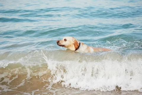 Dog on the beach Foto stock