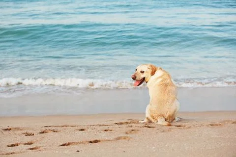 Dog on the beach Stock Photos