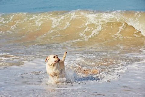 Dog on the beach Stock-Fotos