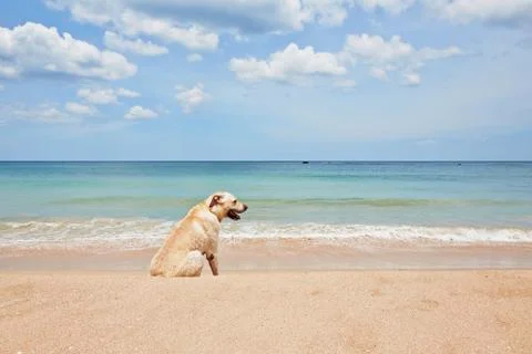 Dog on the beach Stock-Fotos