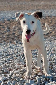Dog on the beach Photos