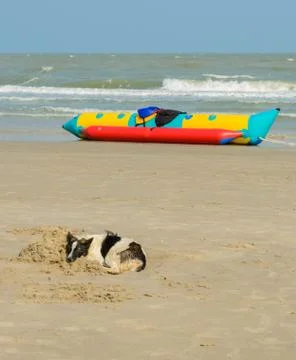 Dog on beach Stock Photos