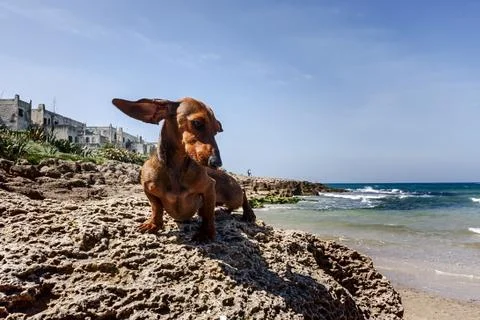 Dog on beach Stock Photos
