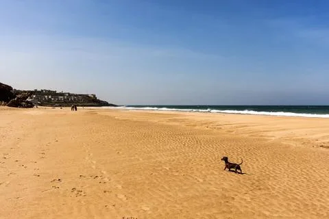 Dog on beach Stock Photos