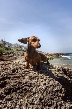 Dog on beach Stock Photos