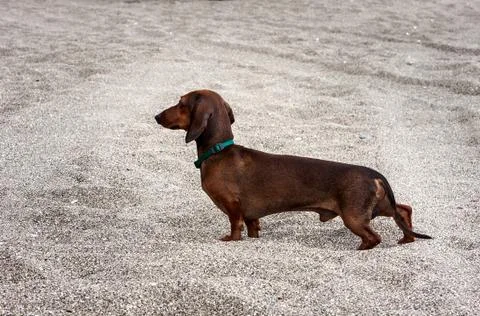 Dog on beach Stock Photos