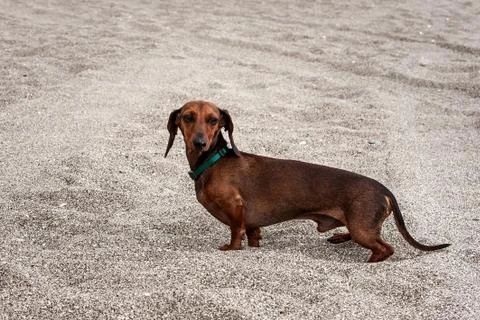 Dog on beach Stock Photos