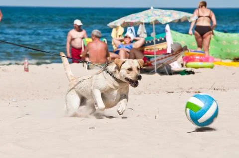 Dog on the beach Stock Photos
