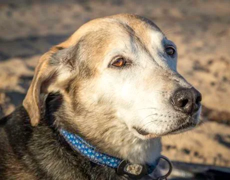 Dog on the beach Stock Photos