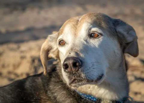 Dog on the beach 写真素材