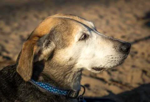 Dog on the beach Stock Photos