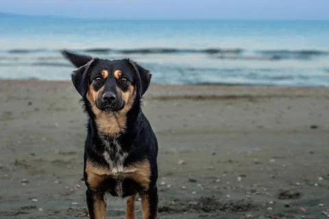 Dog on the Beach Stock Photos
