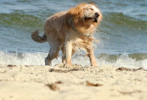 Dog on the beach 写真素材