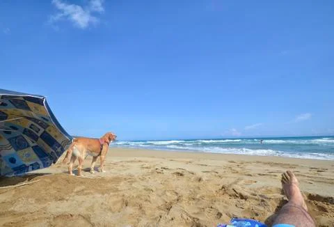 Dog on the beach Stock-Fotos
