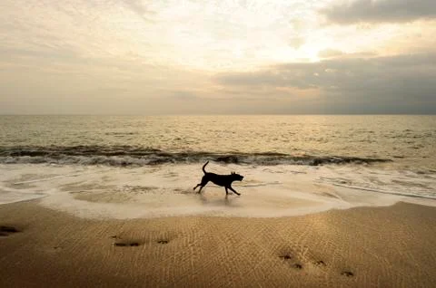 Dog Beach Stock Photos