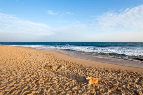  dog on beach Stock Photos