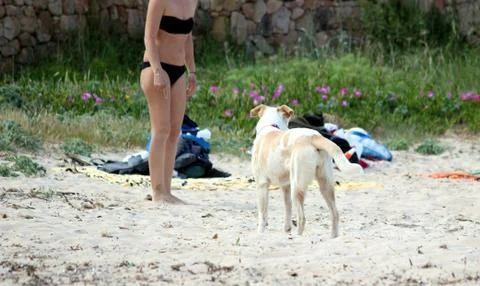 Dog on the beach Stock Photos