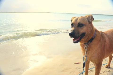 Dog on beach Stock Photos