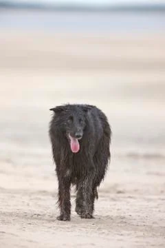 Dog at beach Stock Photos