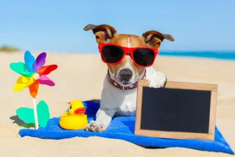 Dog at the beach Foto stock