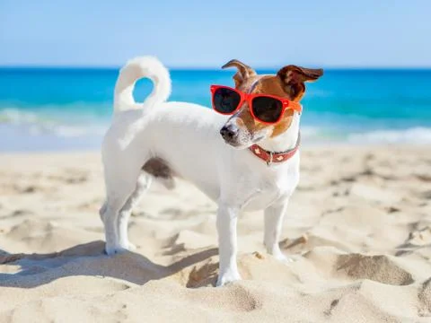 Dog at beach 스톡 사진