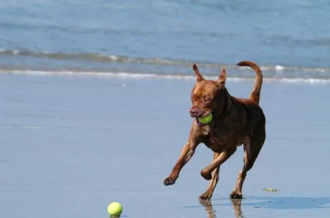 Dog Beach Stock Photos