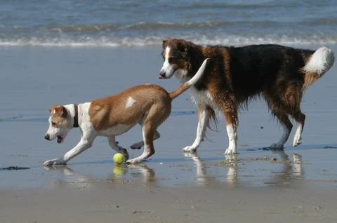 Dog Beach Stock Photos