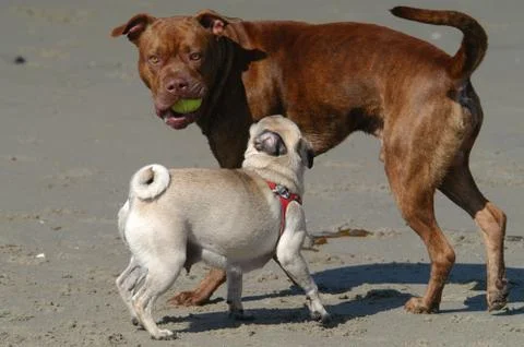 Dog Beach Foto stock
