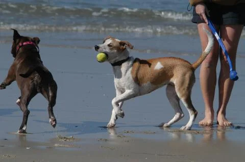 Dog Beach Stock Photos