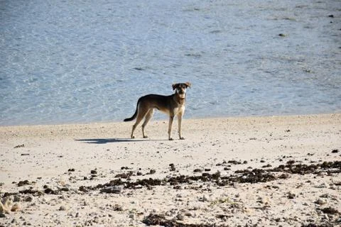 Dog by the beach Stock Photos