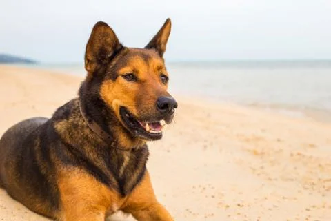 A dog on the beach. Foto stock
