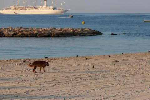 Dog in beach Stock Photos