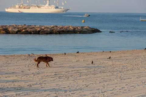 Dog in beach Stock Photos