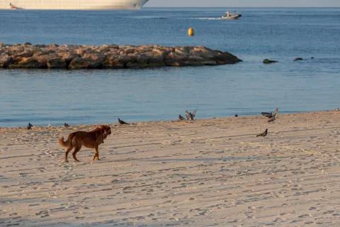 Dog in beach Stock Photos