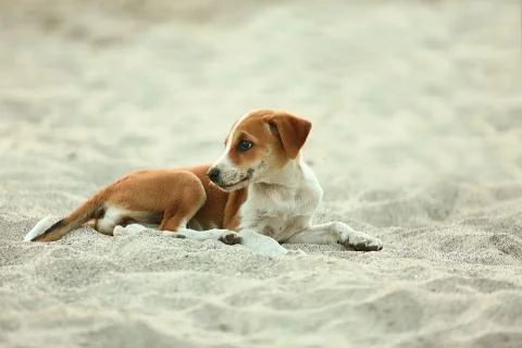 Dog on the beach Foto stock