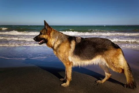 Dog on the beach Stock Photos