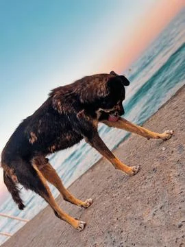 Dog on the beach Stock Photos