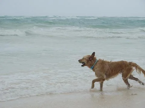 Dog at the beach Stock Photos