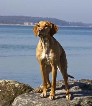 Dog at the beach Stock Photos