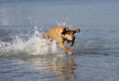 Dog at the beach Stock Photos