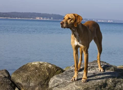 Dog at the beach Foto stock